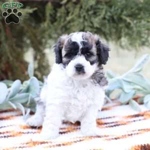 Jett, Bich-Poo Puppy